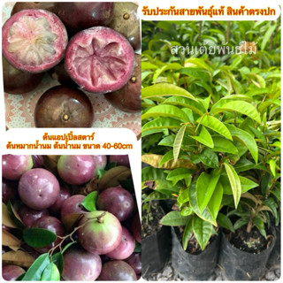 ต้นแอปเปิ้ลสตาร์✅ขนาด30-40cm✅ ต้นหมากน้ำนม ต้นน้ำนม แอปเปิ้ล…