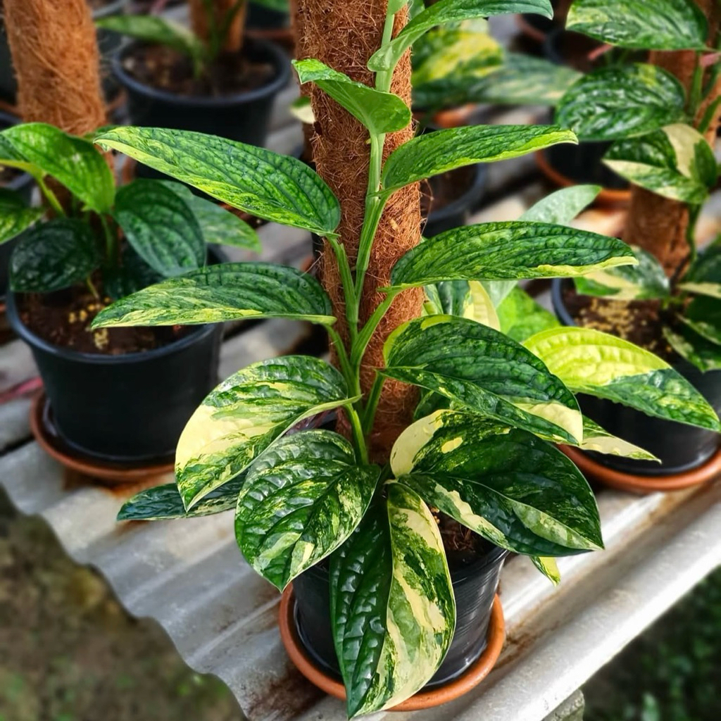 พลูระเบิดด่างเหลือง Monstera Karstenianum Variegated