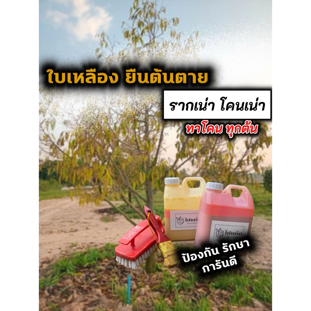 ไฟเดร็ต กำจัด & ป้องกัน เชื้อราในพืช  2 แกลลอน #รากเน่า #เชื้อรา #โรคพืช #ไฟท็อปเทอร่า #ไตรโครเดอร์ม่า #เน่าคอดิน