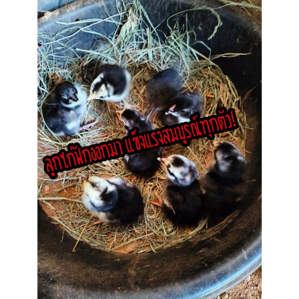 ไข่เชื้อไก่ชน สายเบอร์แข้งทุบหลัง รับประกันเชื้อ รูปที่ 5