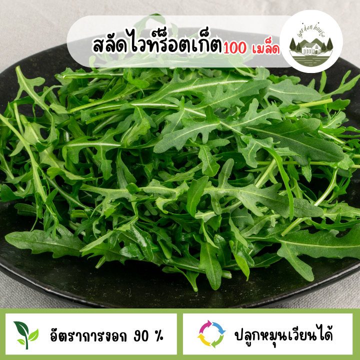 เมล็ดพันธุ์ผักสลัดไวท์ร็อคเก็ต 100 เมล็ด