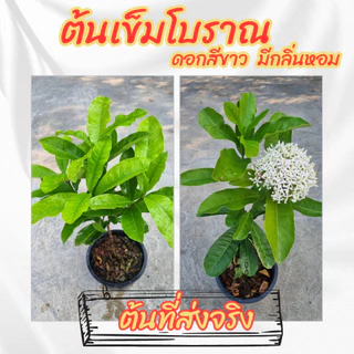 ต้นเข็มโบราณดอกสีขาว กระถาง 6 นิ้ว(ส่งพร้อมกระถาง)