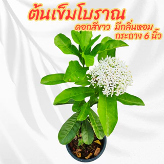 ต้นเข็มโบราณดอกสีขาว กระถาง 6 นิ้ว(ส่งพร้อมกระถาง)