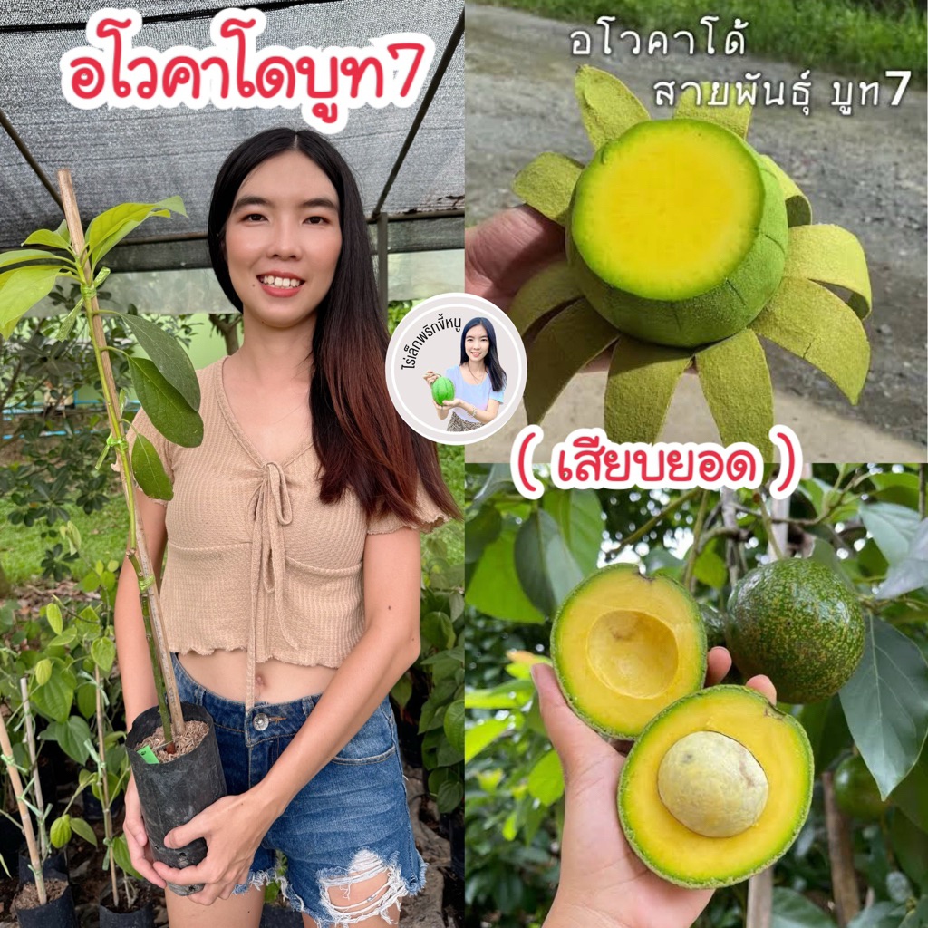 #ต้นอะโวคาโดบูท7 (เสียบยอด) สูงราว30-50 เซน เนื้อหนุบหนับครีมมี่ เนียนนุ่ม