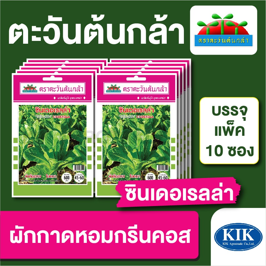เมล็ดพันธุ์ ผักซอง ตะวันต้นกล้า SP ผักกาดหอมกรีนคอส ซินเดอเรลล่า บรรจุแพคล่ะ 10 ซอง ราคา 70 บาท