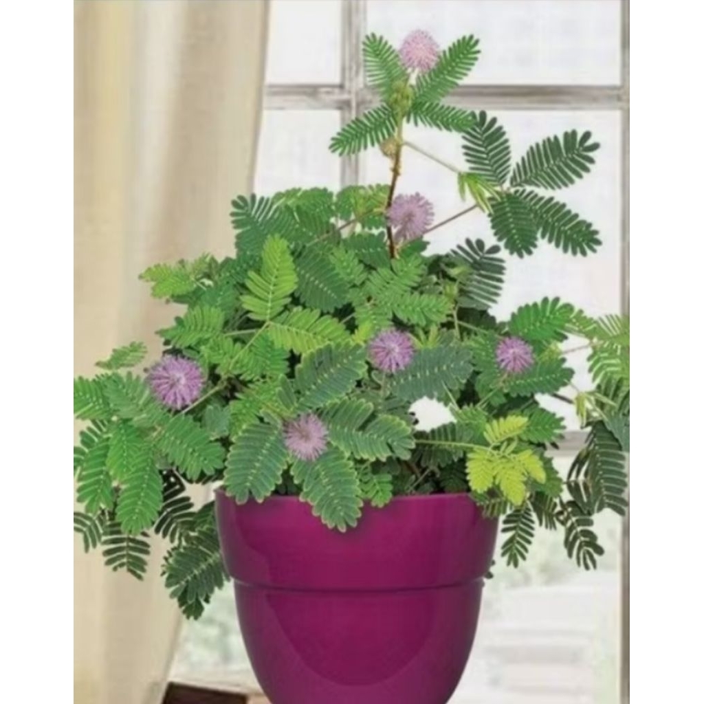 ต้นไมยราบในกระถางปลูกประดับน่ารักมินิมอล sensitive Plant