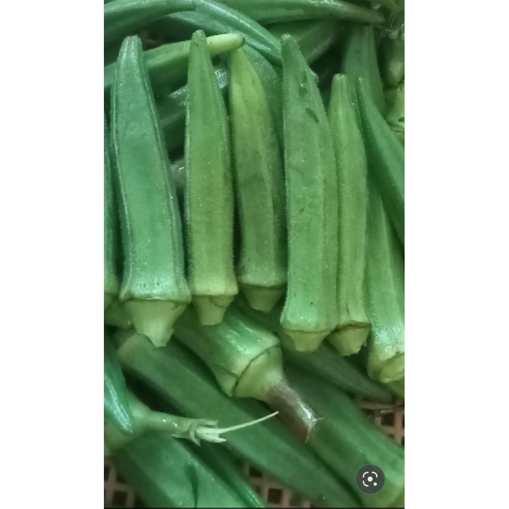 กระเจี๊ยบเขียว สด เก็บสดใหม่ทุกวัน 💥พร้อมส่ง💥  กิโลละ 30 บาท 4กิโล 100 บาท