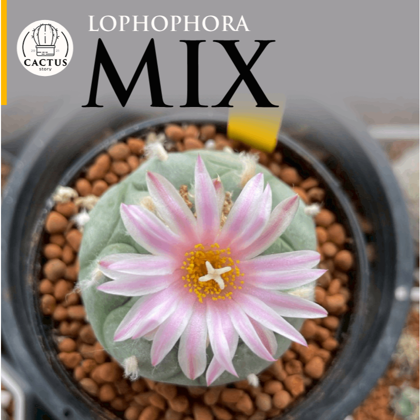 🦖Lophophora MIX🦖รวมโลโฟโฟร่า ไม้เมล็ดแกระถาง 3 - 4 นิ้ว V2