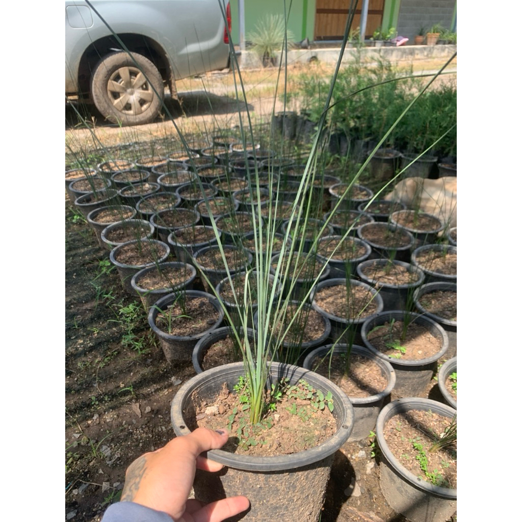 ต้นหญ้าออสเตรเลีย (Xanthorrhoea australis)