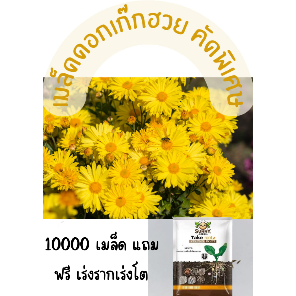 เมล็ดพันธุ์ดอกเก๊กฮวย คัดพิเศษ 10000+ เมล็ด ยิ่งซื้อยิ่งลด พร้อมส่ง