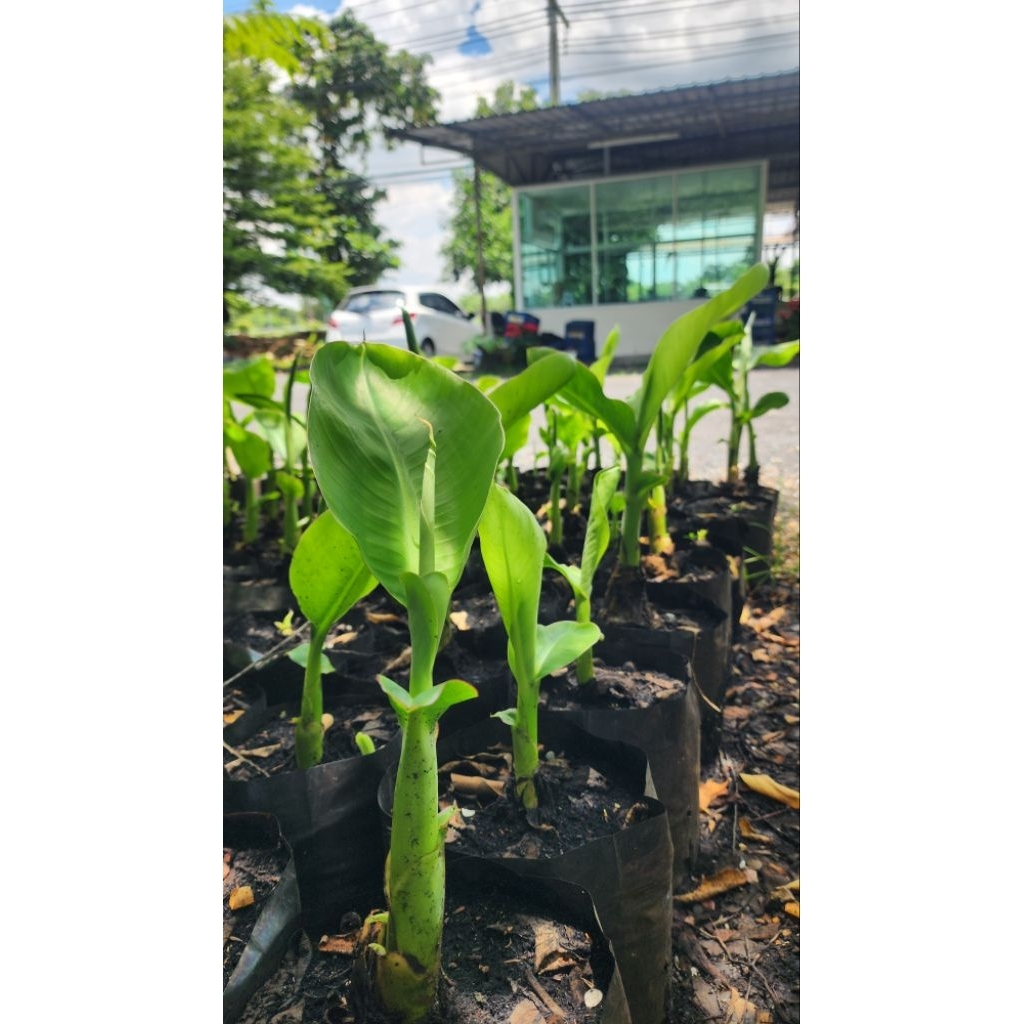 [สินค้าแนะนำ] ต้นกล้วยหอมทองปทุมชำถุงดำ ชุด 2 ต้น