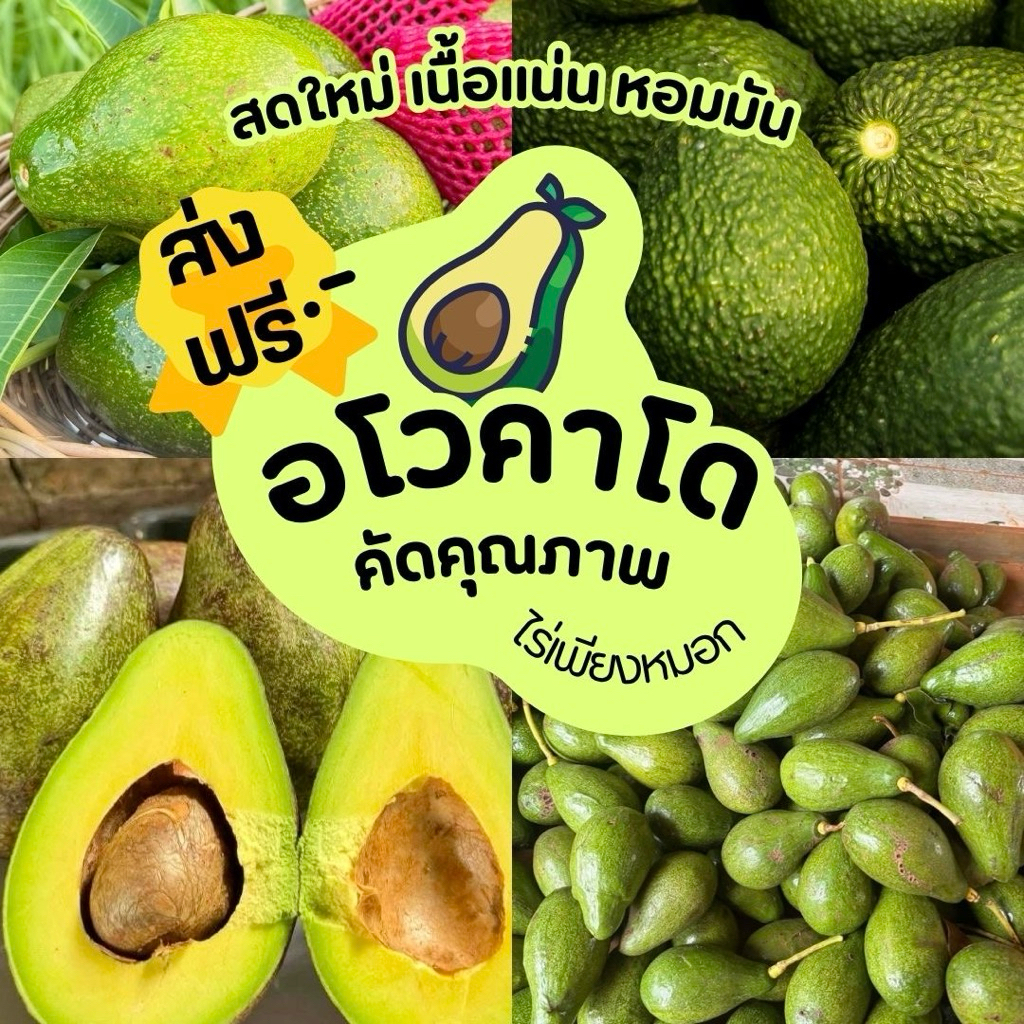 อโวคาโด [กล่อง 1 kg] เก็บสดใหม่จากดอยอ่างขาง อ.ฝาง จ.เชียงใหม่คัดคุณภาพโครงการหลวงตองจี พื้นเมือง บูส7 บัคคาเนีย ตองจี