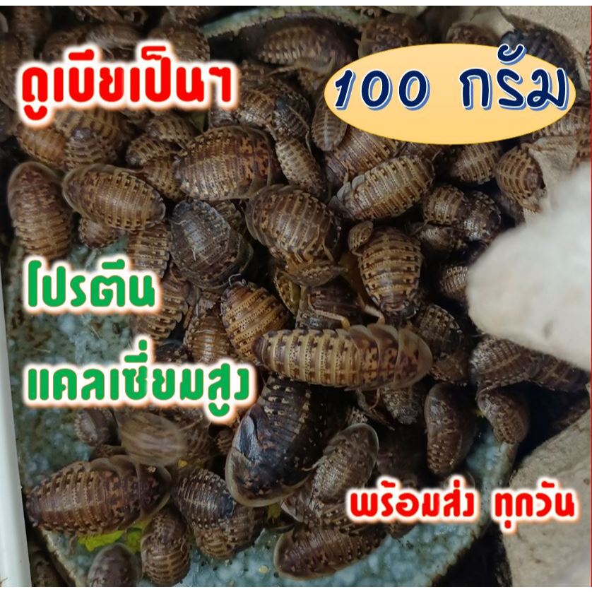 แมลงสาบดูเบีย 100กรัม แมลงสาบดูเบียร์ พร้อมส่ง สดใหม่