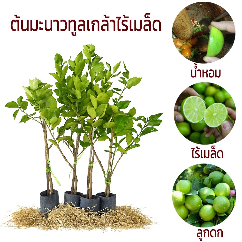 ต้นมะนาวทูลเกล้าไร้เมล็ด พันธุ์แท้ ส่งตรงจากสวน ลูกดกมาก น้ำเยอะ มีกลิ่นหอม เป็นพันธุ์ที่ทนโรคสุดๆ