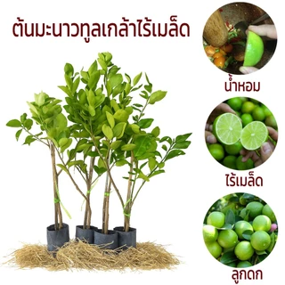 ต้นมะนาวทูลเกล้าไร้เมล็ด พันธุ์แท้ ส่งตรงจากสวน ลูกดกมาก น้ำเยอะ มีกลิ่นหอม เป็นพันธุ์ที่ทนโรคสุดๆ