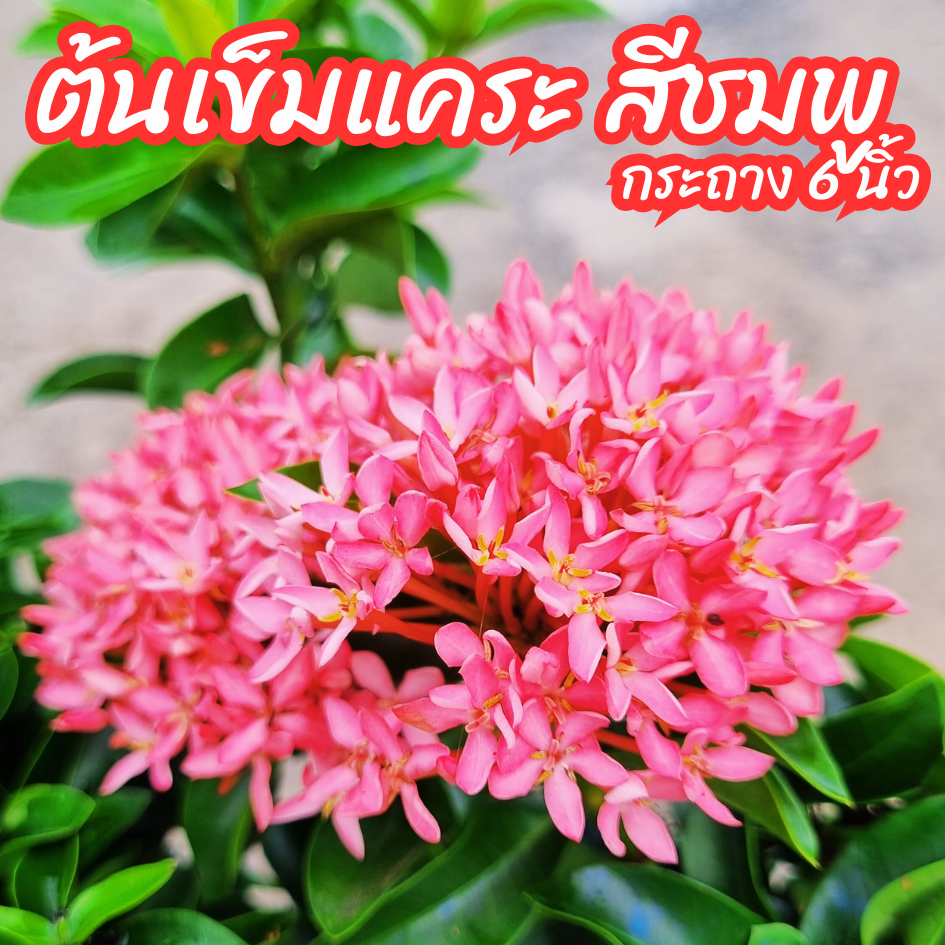ต้นเข็มแคระดอกสีชมพู เข็มแคระชมพู เข็มชมพู กระถาง 6 นิ้ว