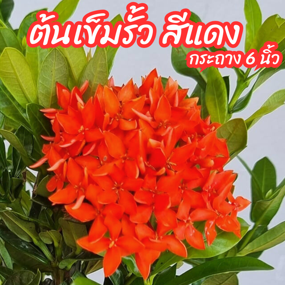 ต้นเข็มเล็ก เข็มรั้วดอกสีส้ม กระถาง 6 นิ้ว(ส่งพร้อมกระถาง)ไม้จัดสวนไม้ดอกไม้ประดับ