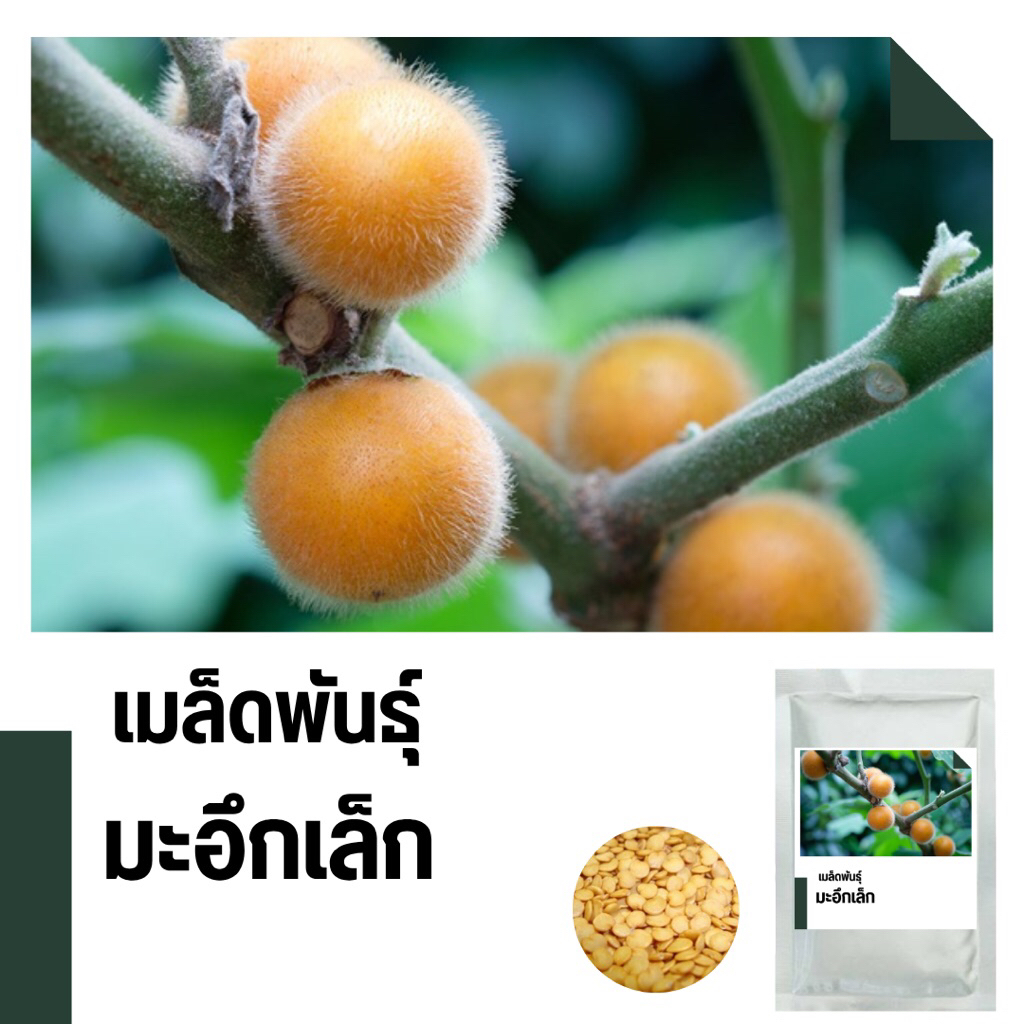 เมล็ดพันธุ์มะอึกเล็ก บรรจุ 200 เมล็ด 📌คัดพิเศษ