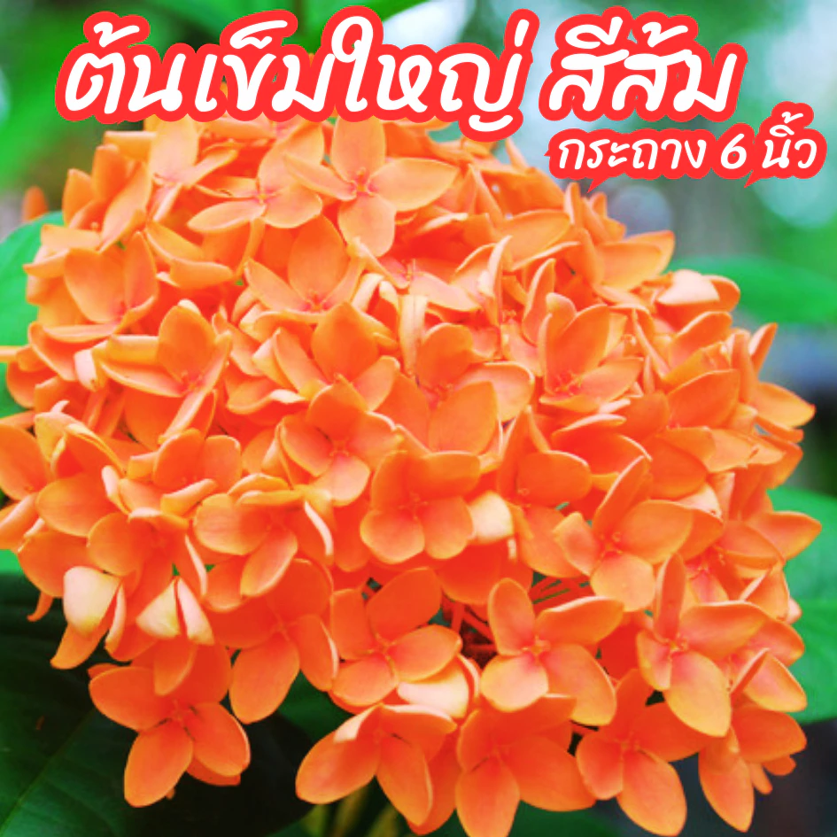 ต้นเข็มใหญ่ เข็มดอกใหญ่ สีส้ม ส้มโอรส เข็มส้มใบใหญ่ ขนาดกระถาง 6 นิ้ว