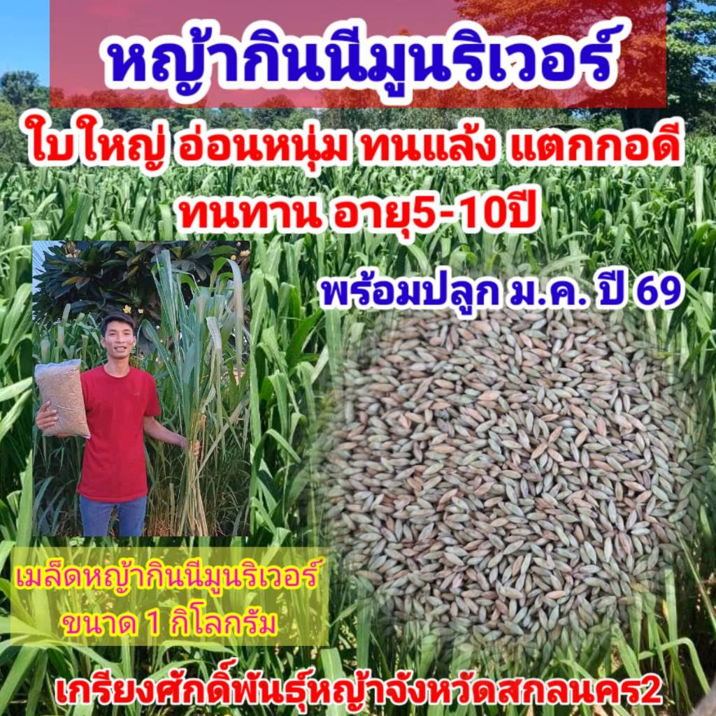 #เมล็ดหญ้ากินนีมูนริเวอร์ 1 กก. พร้อมปลูกเดือน มค.ปี 69 เป็นต้นไป หญ้ากินนีมูนริเวอร์ #ไร่ตอบแทนคุณฟาร์ม