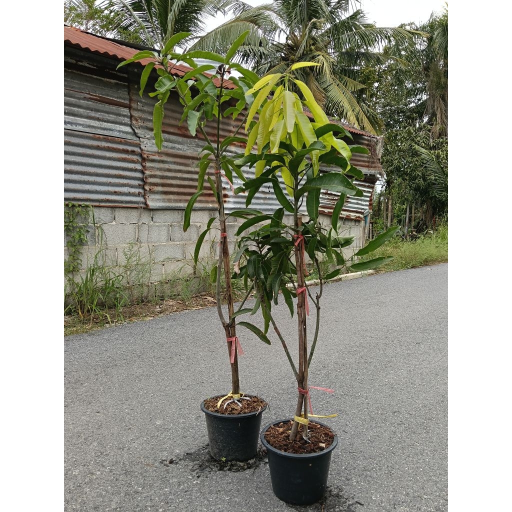 ต้นมะม่วงน้ำดอกไม้สีทอง (งานกระถางสูง 100-150 cm) ต้นแข็งแรงพร้อมปลูก