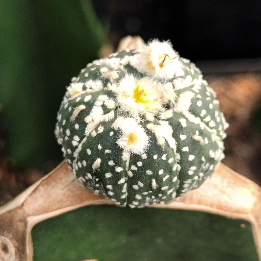 แอสโตรฮานะ มีตำหนิตามภาพ (Astrophytum hanazono) กะบองเพชร แคคตัส ไม้กร๊าฟ