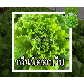 เมล็ดสลัด ยอดนิยม 300 เมล็ด คัดเกรด AAA+ ส่วนลด ราคาถูกลง อัตราการงอกดีเยี่ยม คัดมือ100%