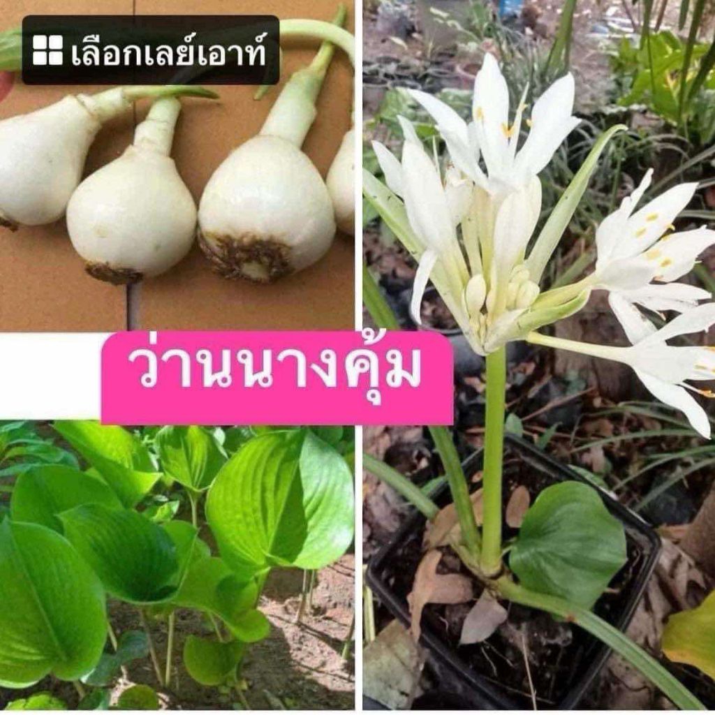 ว่านนางคุ้ม หัวละ80บาท ว่านมงคลสายมู.. ว่านนางคุ้ม หรือ ว่านผู้เฒ่าเฝ้าบ้าน