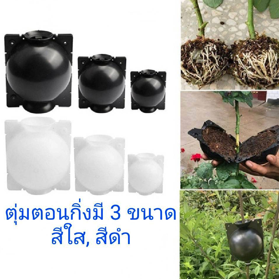 ตุ้มตอนกิ่ง ตอนกิ่ง มีที่ล็อคในตัว ตุ้มตอนพลาสติก แบบหนา มี 3 ขนาด ขาวโปร่ง แข็งแรง ทนทาน ใช้ซ้ำได้