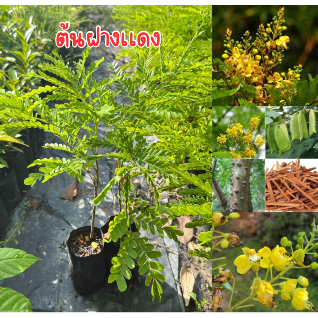 ต้นฝางเเดง พร้อมส่ง ต้นเพาะเมล็ด ชุด4ต้น80บาท