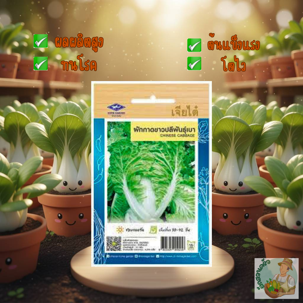 ผักกาดขาวปลี พันธุ์เบา CT/OP-017 เจียไต๋ ผักกาด เมล็ดพันธุ์ผัก เมล็ดพืชผักสวนครั