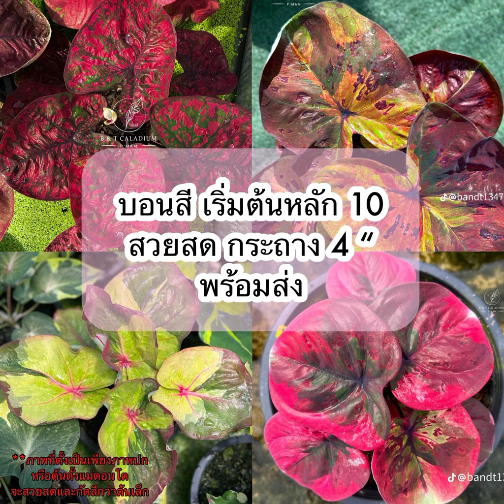 บอนสีสวย (อัพ18/08/69) ล็อตใหม่สวยๆ กระถาง4นิ้วจัดส่ง1-2วัน