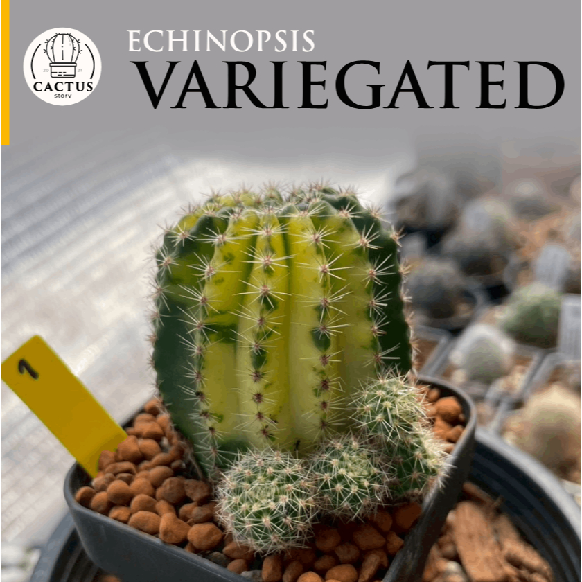 Echinopsis Variegated อิชินอปด่าง กระถาง 4 นิ้ว