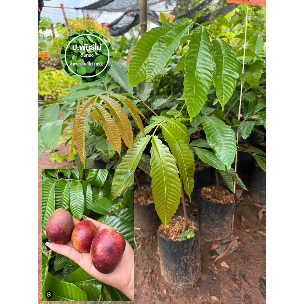 ต้นลำไยคริสตัล ผลสีแดง ต้นเพาะเมล็ดขนาดประมาณ 40 เซนต์ขึ้นไปเสียหายระหว่างขนส่งเคลมได้ค่ะ