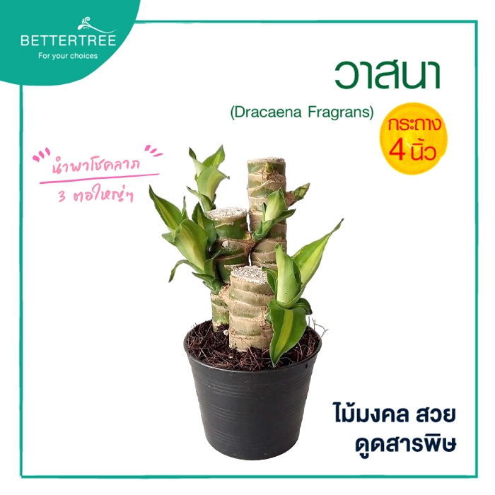 วาสนาแบบมีตอ  ต้นไม้มงคล ต้นไม้ฟอกอากาศ ต้นไม้