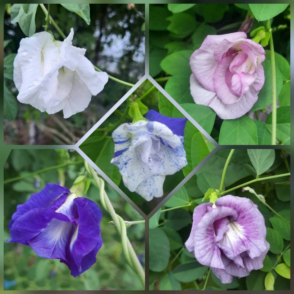 เมล็ดอัญชันกุหลาบคละสี 40 เมล็ด อัญชันกลีบซ้อน ปลูกต่อได้
