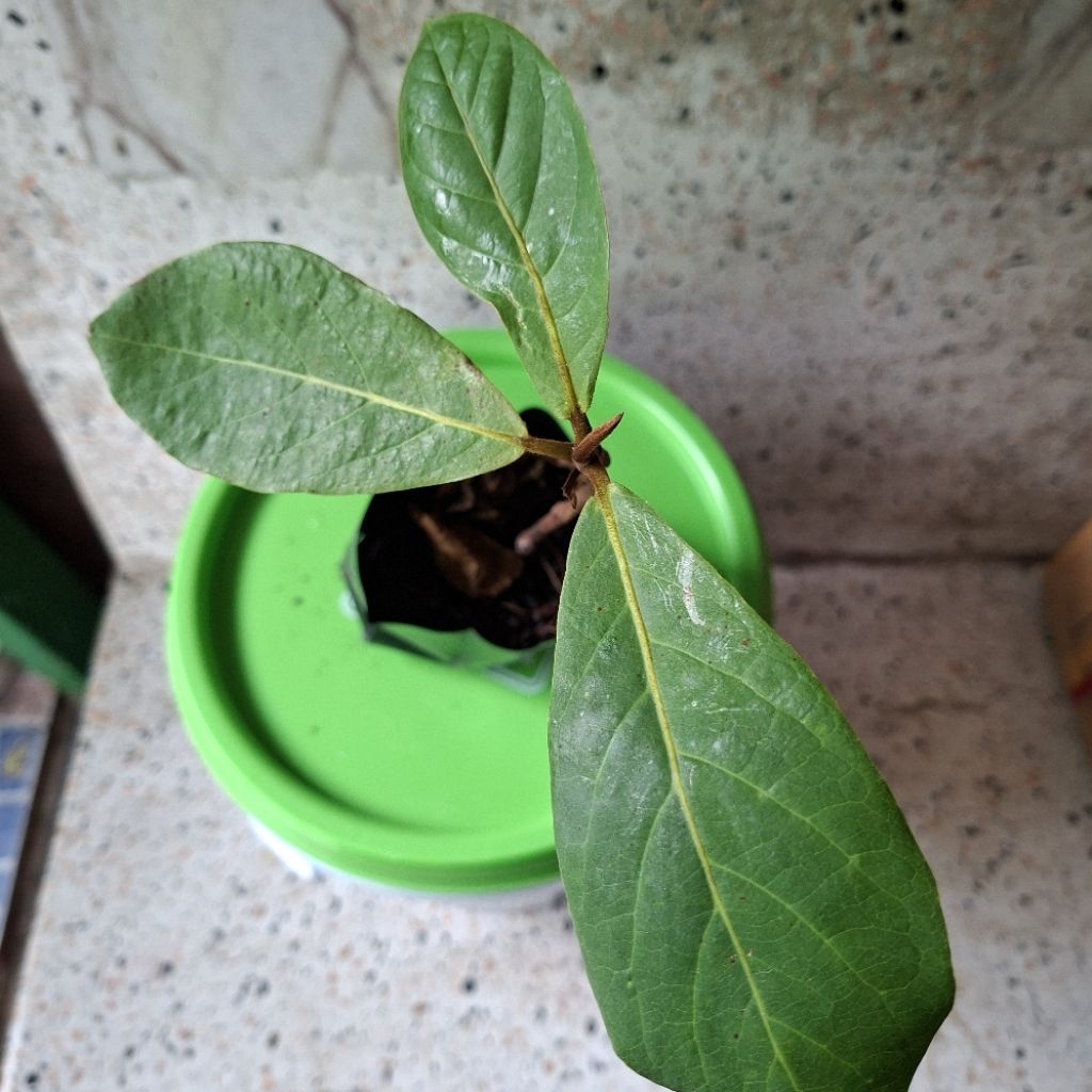ต้นหูกวางในถุงเพาะชำ สูง 10 ซม.ขึ้นไป