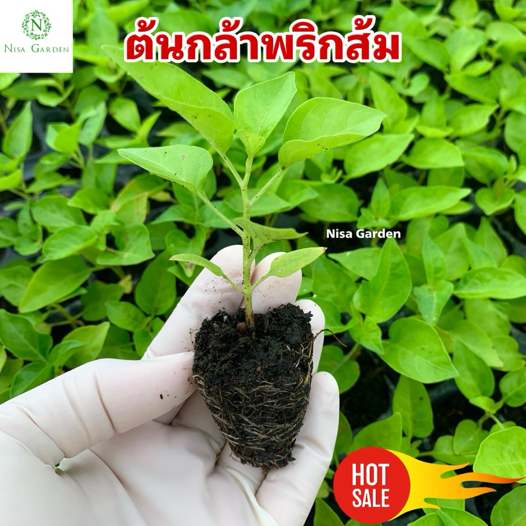 Nisa Garden ต้นกล้าพริกส้ม (พริกกะเหรี่ยง) แข็งแรง โตเร็ว 🔥ซื้อ 10 แถมฟรี 2 🔥