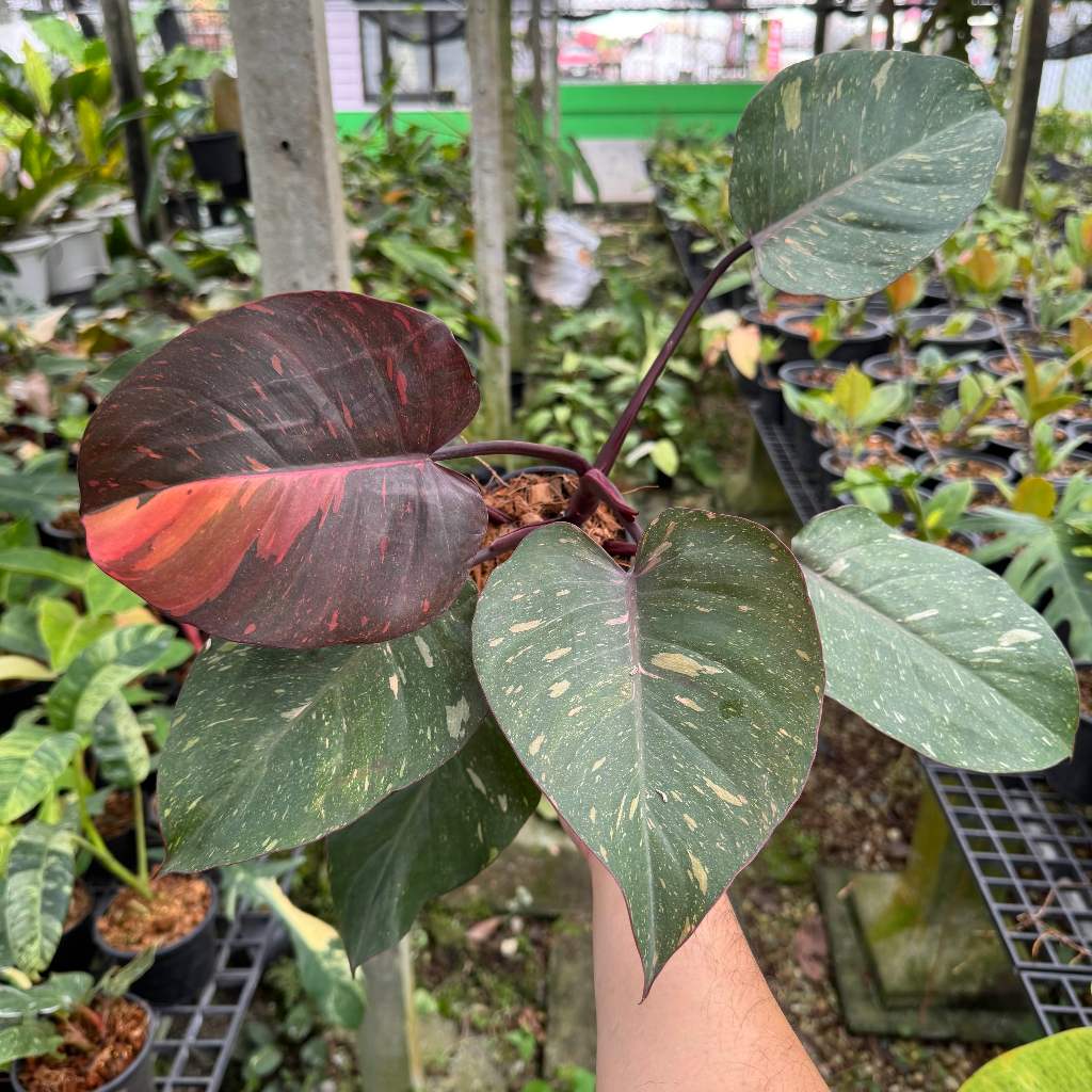 Philodendron orange princess ฟิโลเดนดรอน ไม้ด่าง