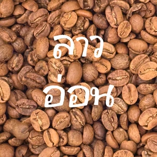 บดฟรี - ลาว โบลาเวน อาราบิก้า