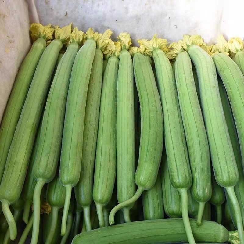 40เมล็ด/ซอง Long Luffa Seeds เมล็ดพันธุ์ บวบหอมยาว Long Loofah Sponge Gourd Patola Seeds for Planting Vegetable Plant - รูปที่ 5