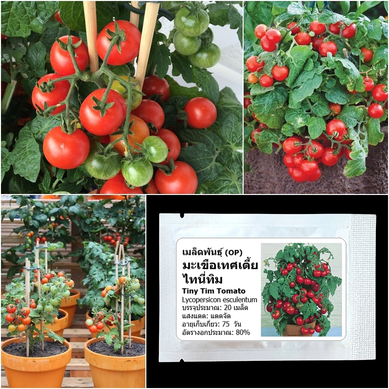เมล็ดพันธุ์ มะเขือเทศเตี้ย ไทนี่ทิม Tiny Tim Tomato Seed 20 เมล็ด คุณภาพดี ของแท้ 100%