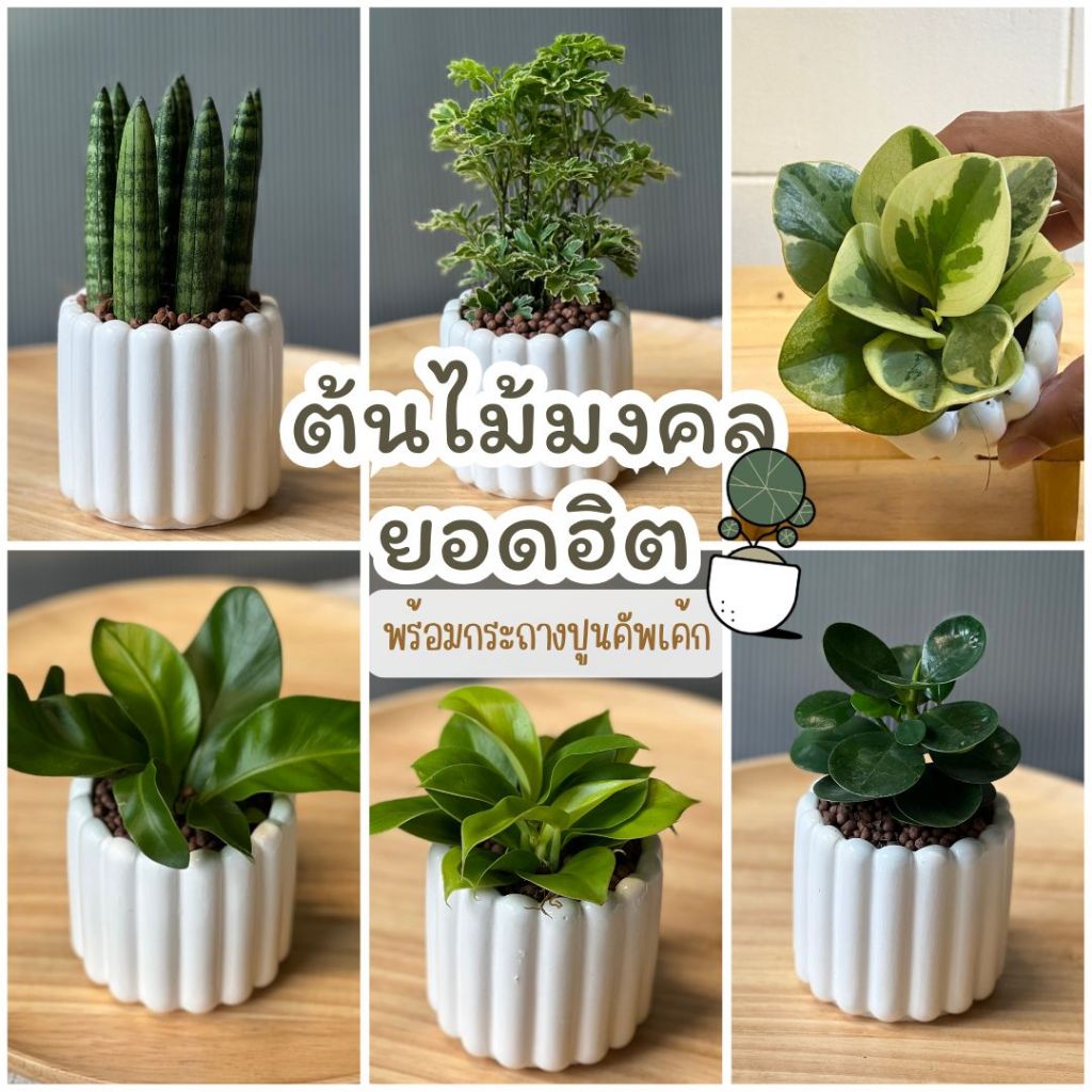 ต้นไม้มงคล ไม้ยอดนิยมปลูกพร้อมเลี้ยงต่อ กระถางปูนทรงคัพเค้ก ช้อนเงินช้อนทอง ว่านไก่ทอง ตั้งโต๊ะทำงาน