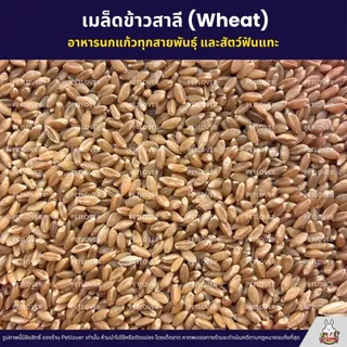 เมล็ดข้าวสาลี (Wheat) อาหารนกแก้วทุกสายพันธุ์ และสัตว์ฟันแทะ (แบ่งขาย 500G / 1KG)