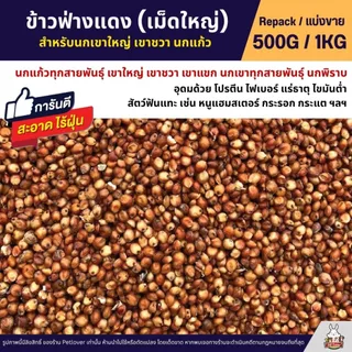 ข้าวฟ่างแดง อาหารนก หนูแฮมสเตอร์ อาหารนกเขาใหญ่ เขาชวา นกแก้ว (แบ่งขาย 500G / 1KG)