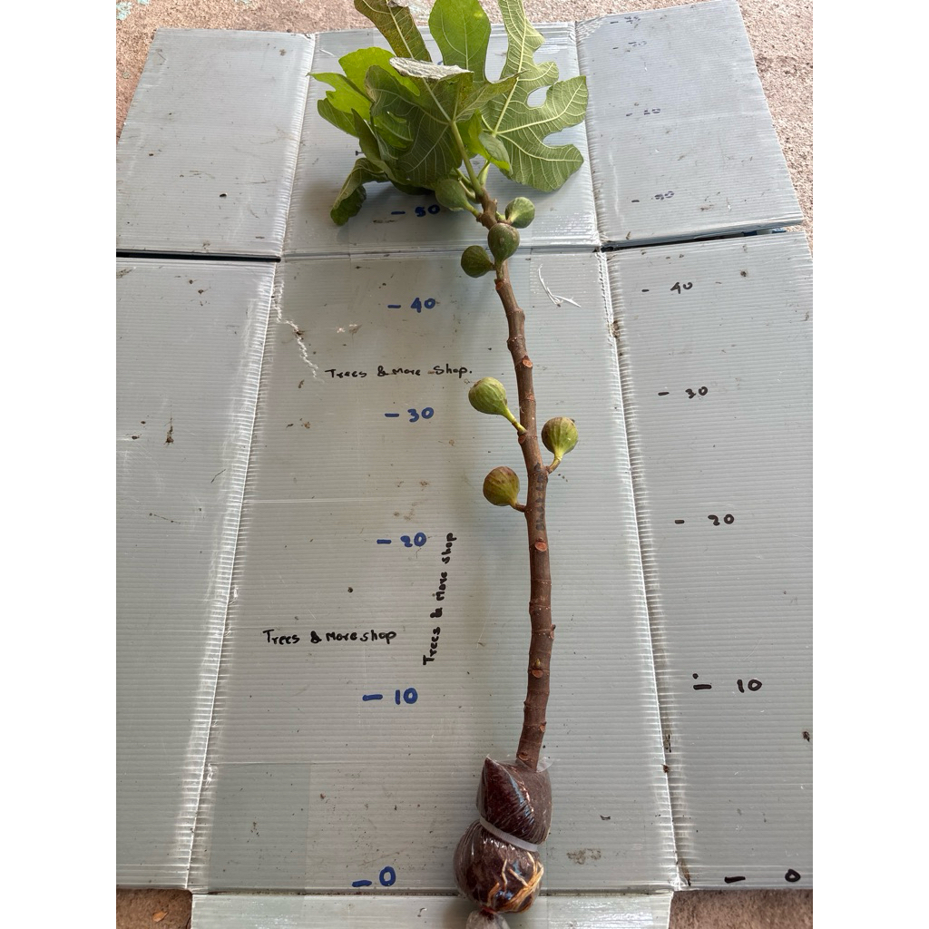 กิ่งตอน มะเดื่อฝรั่ง Fig พันธุ์ Black LDA