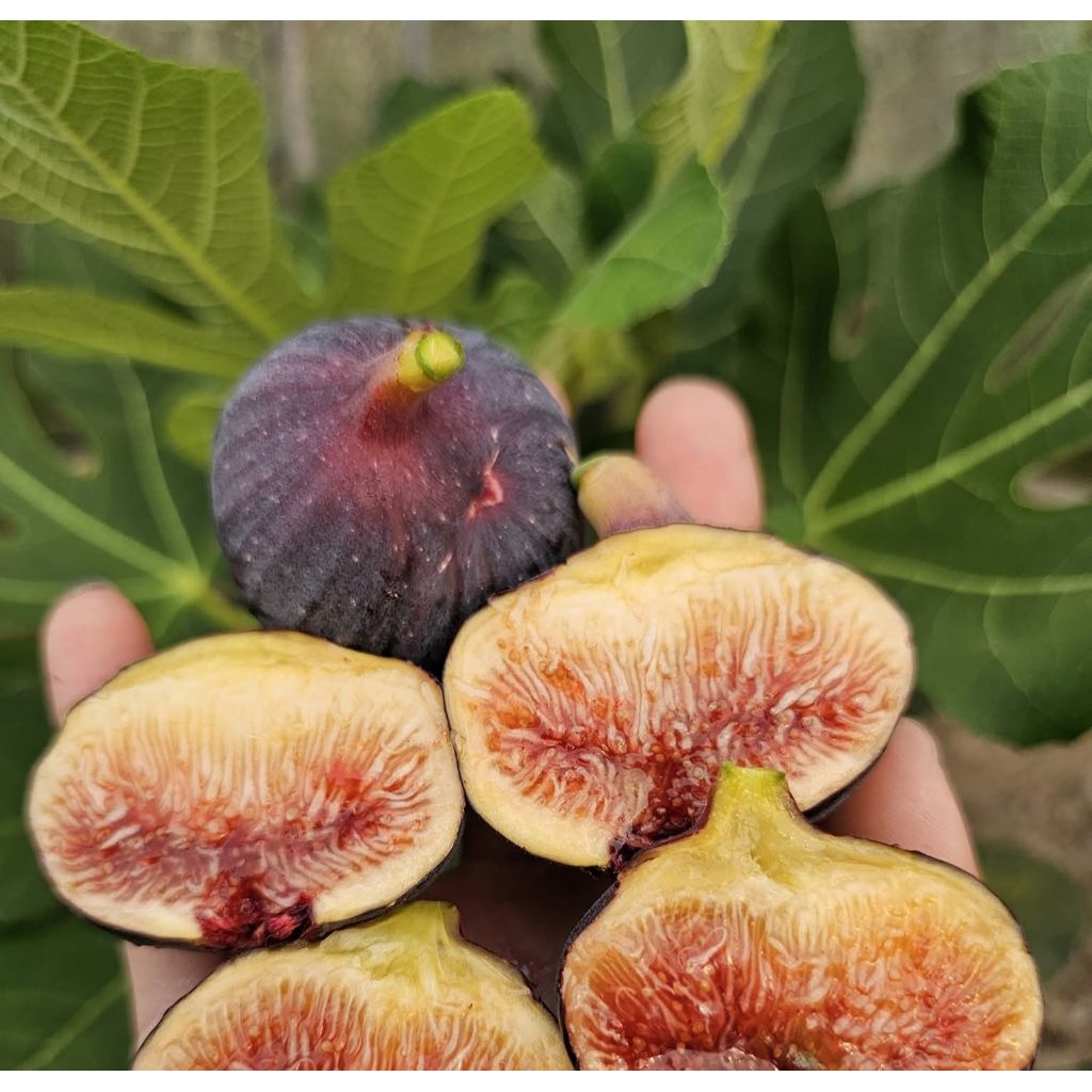 ต้นมะเดื่อคุโรมิสึ Kuromitsu Fig พันธุ์หอมหวานจัด เนื้อแดงเข้ม โตไว ให้ผลเร็ว ปลูกง่าย