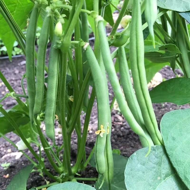 French Bean Seeds อัตรางอกสูง! เมล็ดพันธุ์ ถั่วแขก สีเขีย บรรจุ 10 เมล็ดผักที่ใช้ในการปลูก ผักออร์แกนิก คุณภาพดี - รูปที่ 4