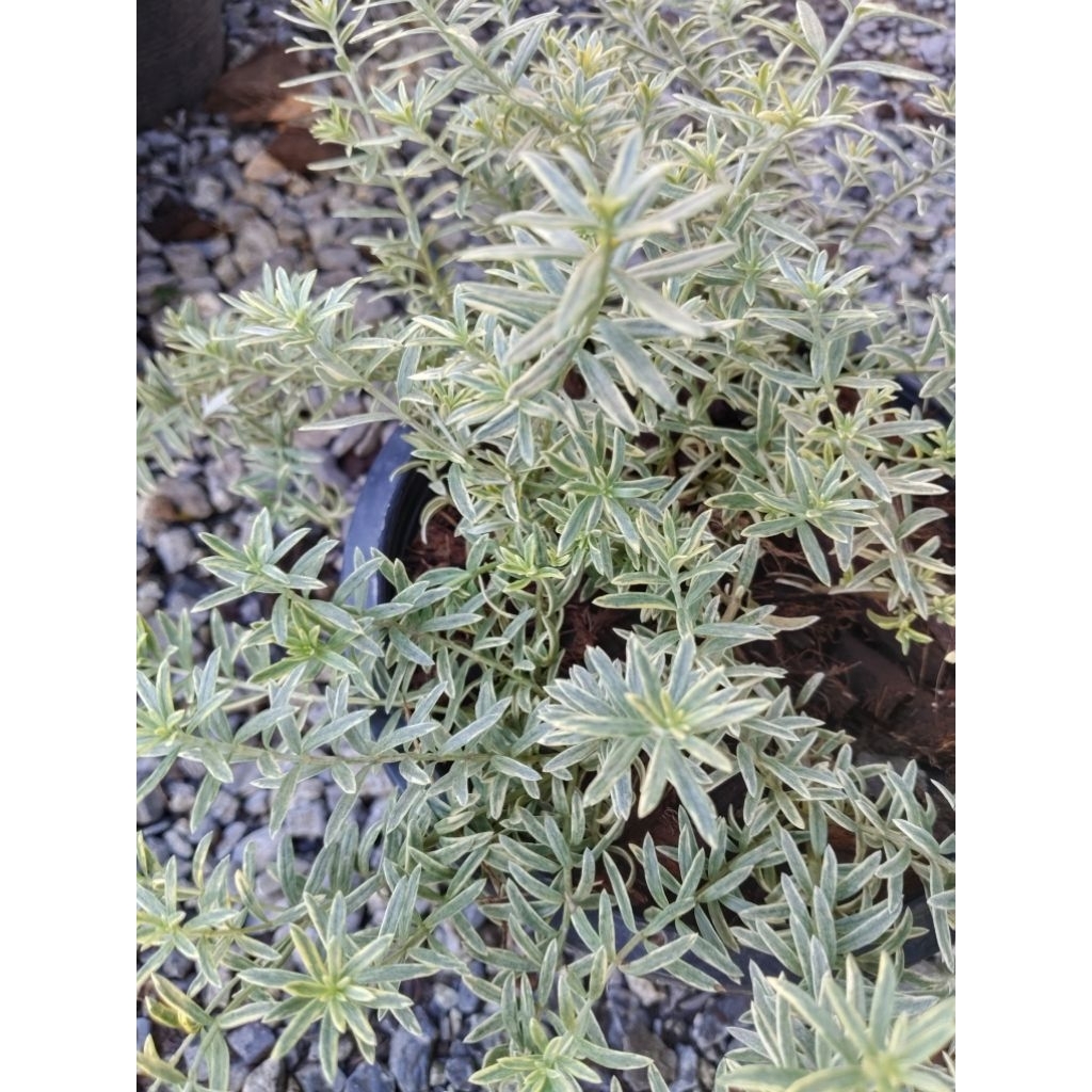 เวสทรินเจีย ด่าง ด่าง คือ Westringia fruticosa variegated หรือ  Coast Rosemary ด่าง 