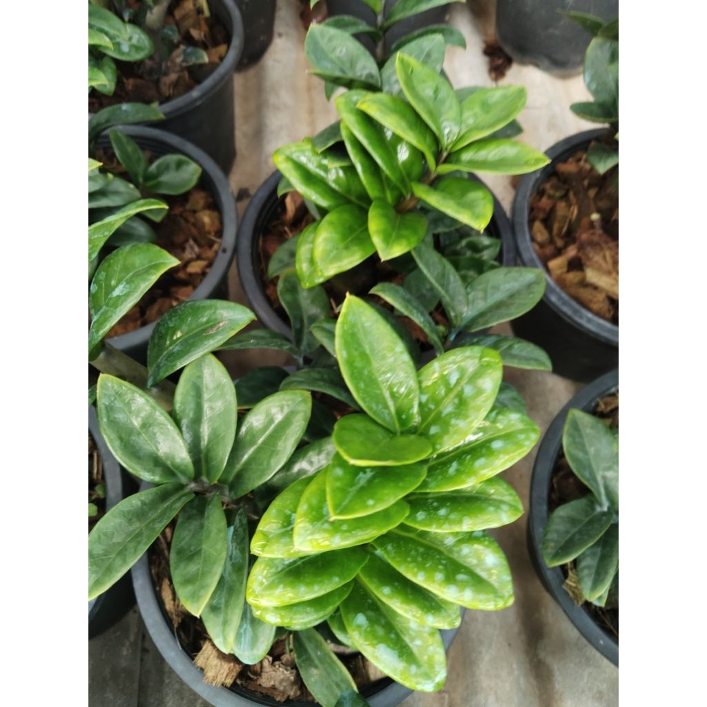 กวักมรกตแคระ  Zamioculcas zamiifolia (Dwarf)  ZZ Plant 